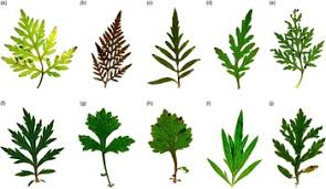 Attēlu rezultāti vaicājumam “Artemisia vulgaris leaf”