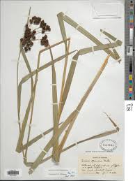 Attēlu rezultāti vaicājumam “Scirpus sylvaticus fruit”
