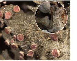 Attēlu rezultāti vaicājumam “Leptogium saturninum”