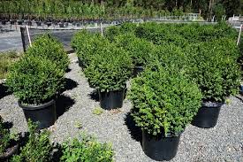 Attēlu rezultāti vaicājumam “Buxus sempervirens”