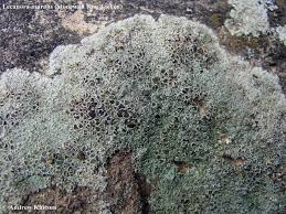 Attēlu rezultāti vaicājumam “Lecanora muralis”