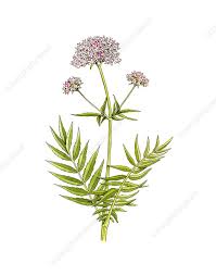 Attēlu rezultāti vaicājumam “Valeriana officinalis”