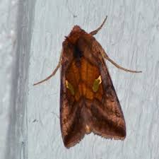 Attēlu rezultāti vaicājumam “Autographa excelsa”