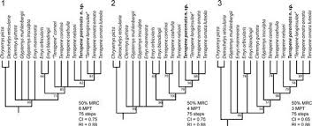 Attēlu rezultāti vaicājumam “Reticularia sp.”