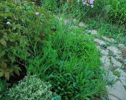 Attēlu rezultāti vaicājumam “Succisa pratensis leaf”