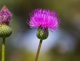 Attēlu rezultāti vaicājumam “Eurhynchiastrum pulchellum macro”
