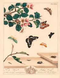 Attēlu rezultāti vaicājumam “Diloba caeruleocephala larva”