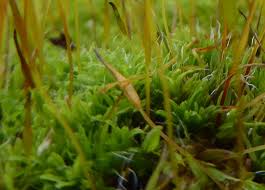 Attēlu rezultāti vaicājumam “Encalypta streptocarpa sporophyte”