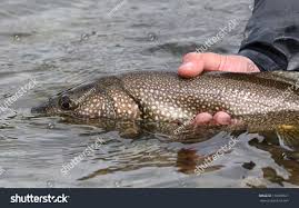 Image result for Salvelinus namaycush