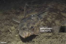 Image result for Platichthys flesus