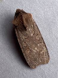 Attēlu rezultāti vaicājumam “Euxoa nigricans”