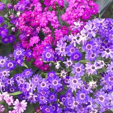 Image result for Cineraria maritima