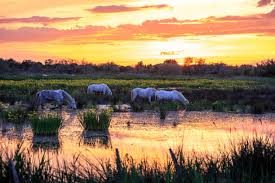 Image result for parque natural de camargue