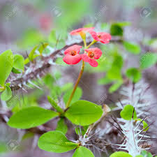 Attēlu rezultāti vaicājumam “Euphorbiaceae”
