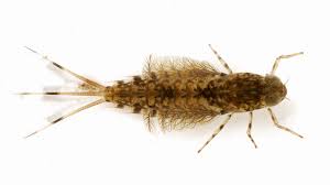 Attēlu rezultāti vaicājumam “Siphlonurus”