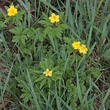 Attēlu rezultāti vaicājumam “Anemone ranunculoides bud”