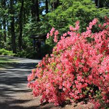 Attēlu rezultāti vaicājumam “rhododendron”