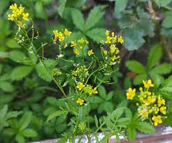 Attēlu rezultāti vaicājumam “Rorippa sylvestris”