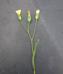 Attēlu rezultāti vaicājumam “Lapsana communis bud”