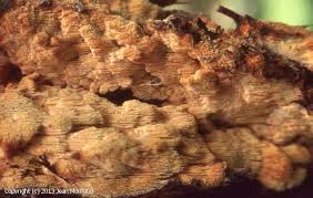 Attēlu rezultāti vaicājumam “Sarcodontia crocea”