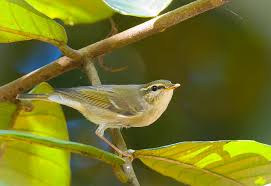 Image result for Phylloscopus borealis