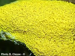 Attēlu rezultāti vaicājumam “Fuligo septica var. flava”