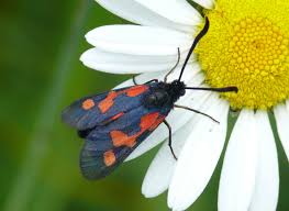 Attēlu rezultāti vaicājumam “Zygaena viciae”