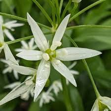 Attēlu rezultāti vaicājumam “Allium ursinum flower”