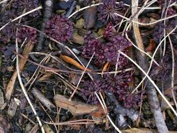 Attēlu rezultāti vaicājumam “Kalopanax septemlobus fruit”