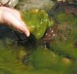 Filamentous Algae