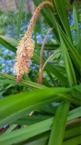 Attēlu rezultāti vaicājumam “Carex pseudocyperus male flower”