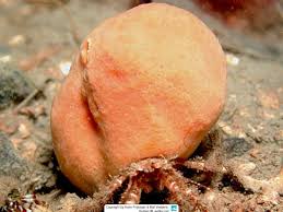 Attēlu rezultāti vaicājumam “Diderma subincarnatum sessile”