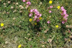 Attēlu rezultāti vaicājumam “Centaurium littorale flower”