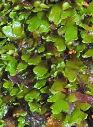 Attēlu rezultāti vaicājumam “Riccardia incurvata”