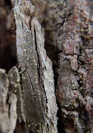 Attēlu rezultāti vaicājumam “Sclerophora pallida”