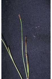 Attēlu rezultāti vaicājumam “Eleocharis quinqueflora”