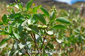 Attēlu rezultāti vaicājumam “Santalaceae”