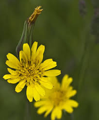 Attēlu rezultāti vaicājumam “Tragopogon heterospermus bud”