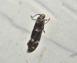 Attēlu rezultāti vaicājumam “Elachista maculicerusella”