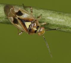 Attēlu rezultāti vaicājumam “Orthops campestris”