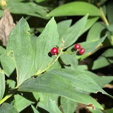 Attēlu rezultāti vaicājumam “Thalictrum aquilegifolium fruit”