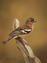 Attēlu rezultāti vaicājumam “Fringilla coelebs”