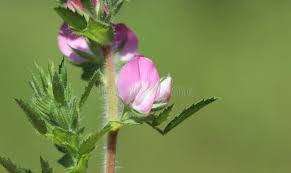 Attēlu rezultāti vaicājumam “Ononis arvensis flower”