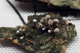 Attēlu rezultāti vaicājumam “Phleogena faginea”