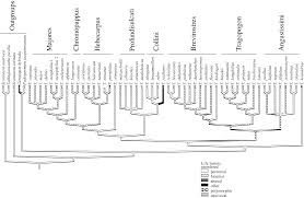 Attēlu rezultāti vaicājumam “Tragopogon heterospermus leaf”