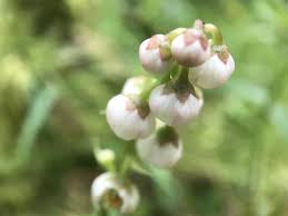 Attēlu rezultāti vaicājumam “Pyrola minor bud”