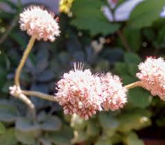 Attēlu rezultāti vaicājumam “Eriophorum latifolium flower”