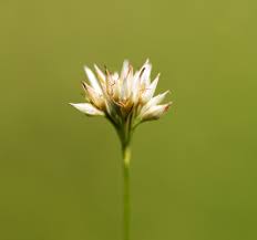 Attēlu rezultāti vaicājumam “Rhynchospora alba flower”