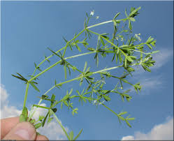 Attēlu rezultāti vaicājumam “Galium elongatum”