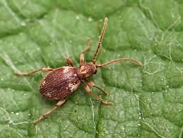 Attēlu rezultāti vaicājumam “Ptinus sp. female”